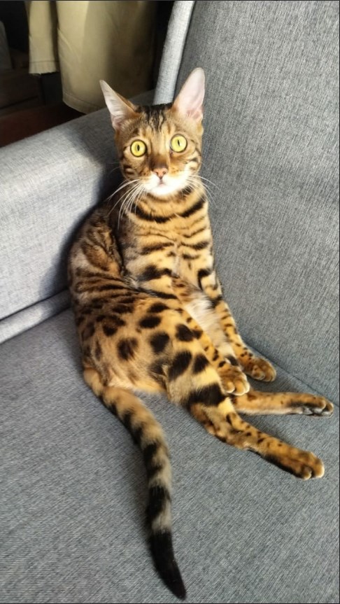 А котовторник уже начался?