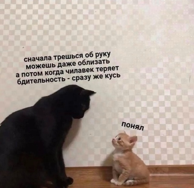 Весёлый полтишок 19.12.24