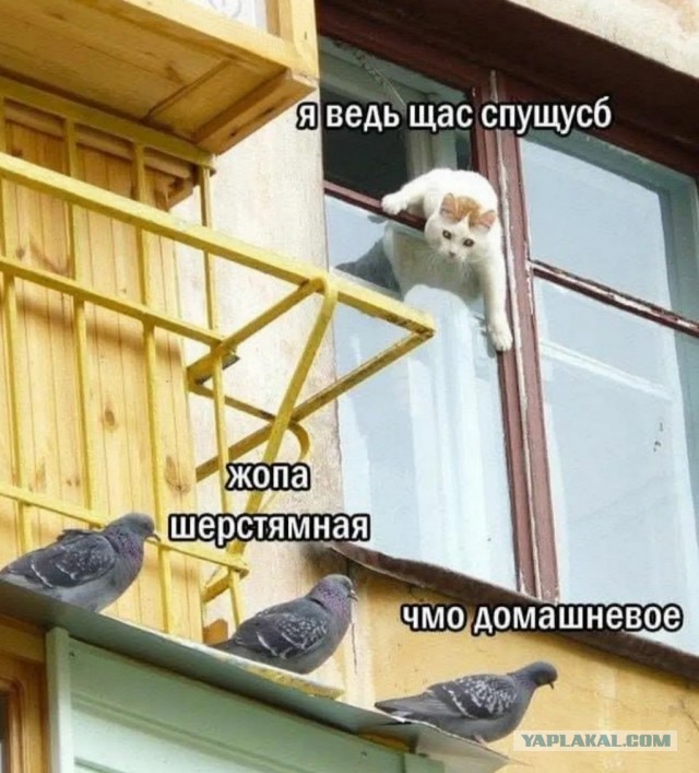 Мужик устраивает ежедневный кинотеатр для котов