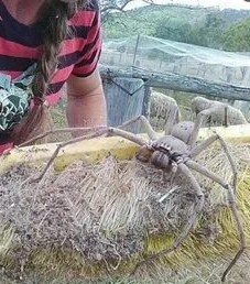 С точки зрения науки: почему нельзя убивать пауков?