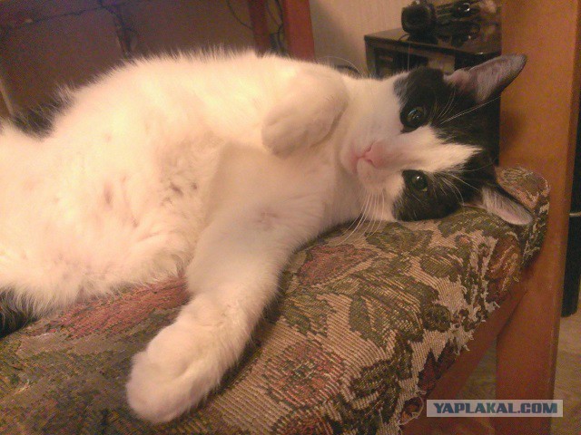 Котовторник 18.03.2014