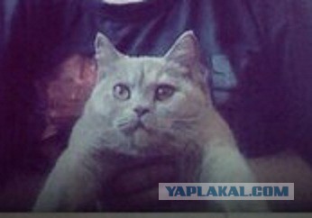 Котовторник 6.05.2014