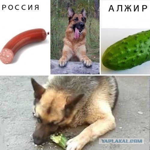 Собака предсказатель