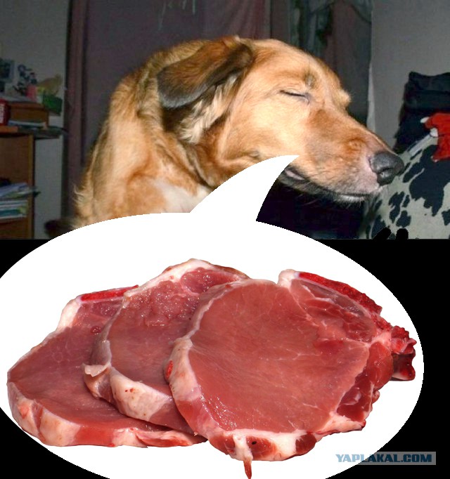 Собака-много чего умяка