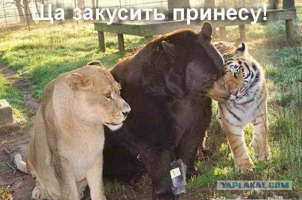 Медведь пришел в гости