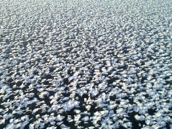 Цветы в океане