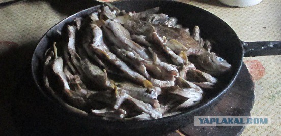 Вкуснейшие блюда российских регионов.