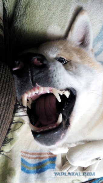 Собакочетверг же, ау!