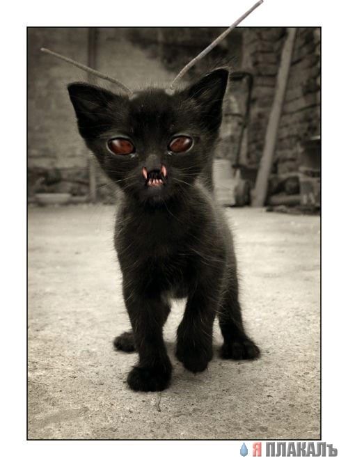 Коты, кошки, котята