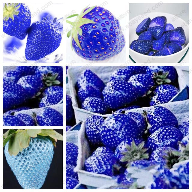 Закадал семена клубники из Китая. Прислали еще что-то, что это?