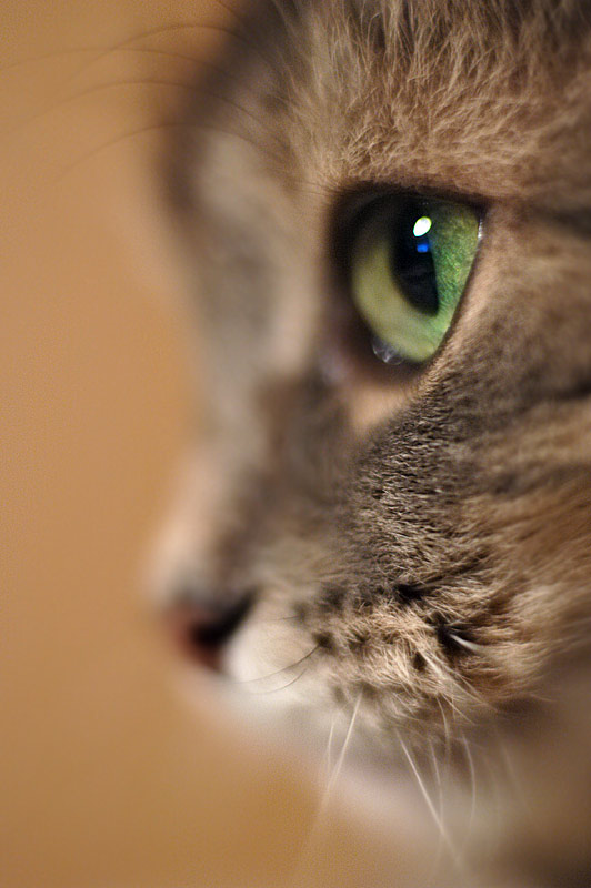 кошачий глаз