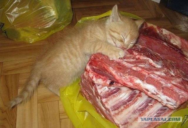 Котовторник 10.01.2017