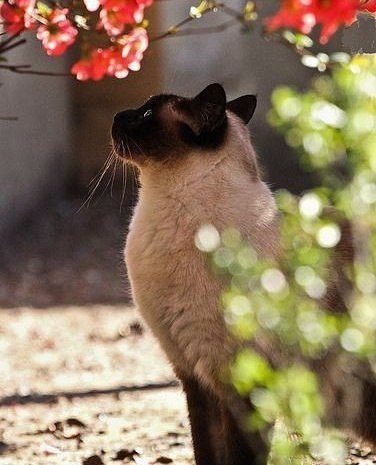 Коты и Кошки