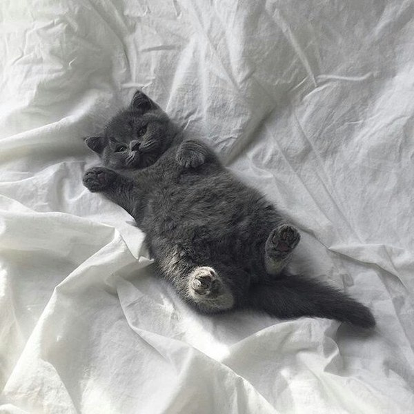 Коты и Кошки