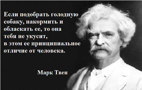 Собака третий год ждет хозяина у дорожного знака в Приморье