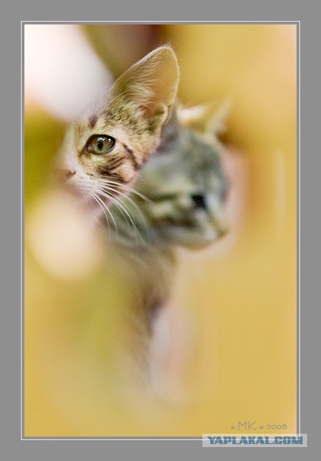 Ура, котовторник! (01.07.2008)