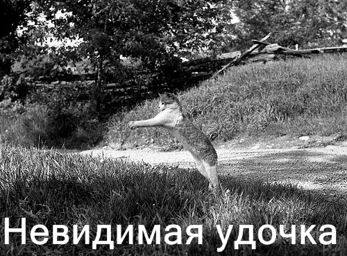 Коты и невидимые предметы 26 фот