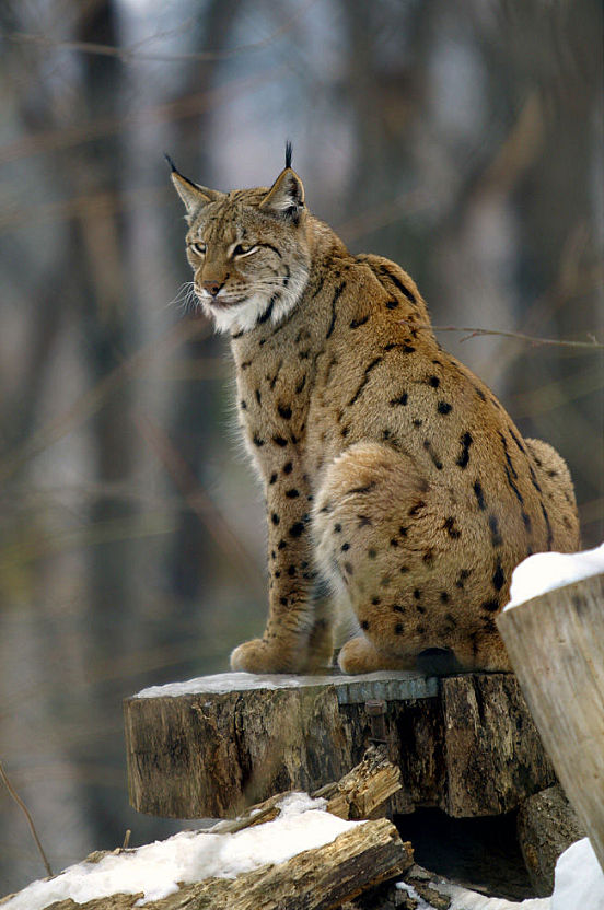 Дикий котовторник