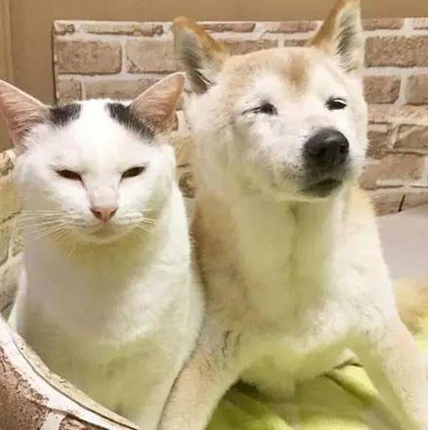 Живность из сети