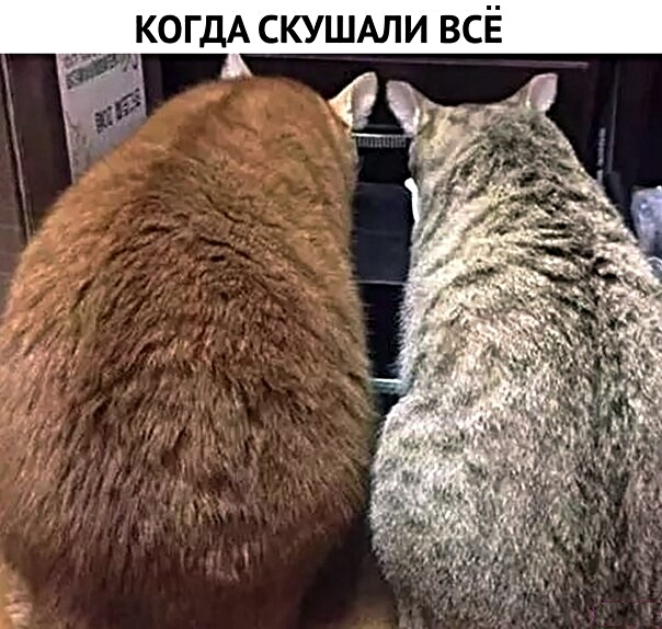 Картинки с котами и про котов