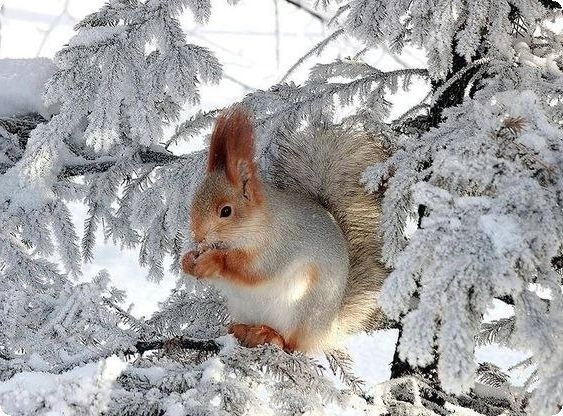 Живность из сети