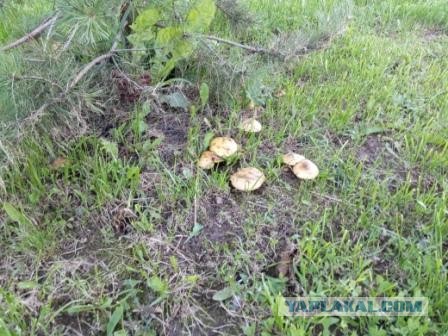 Тихая охота