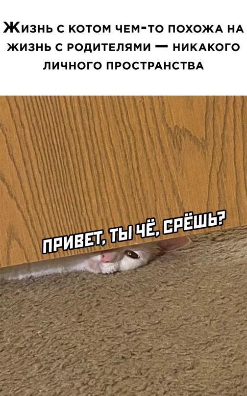 Весёлый полтишок 18.03
