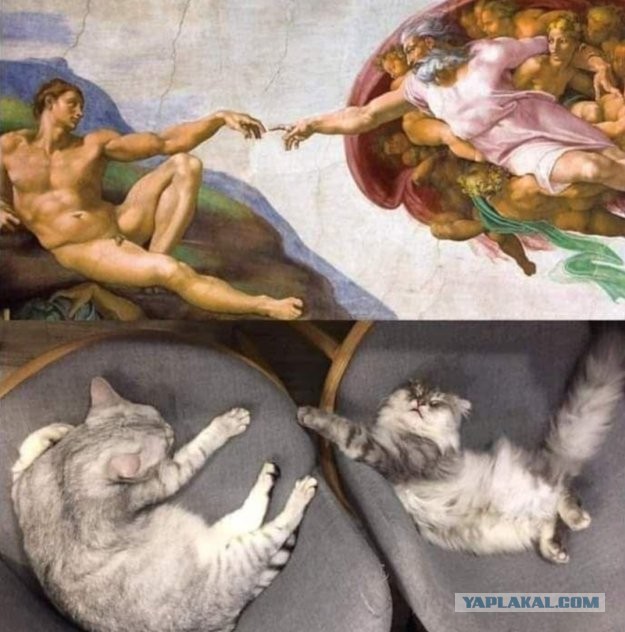 С котовторником!