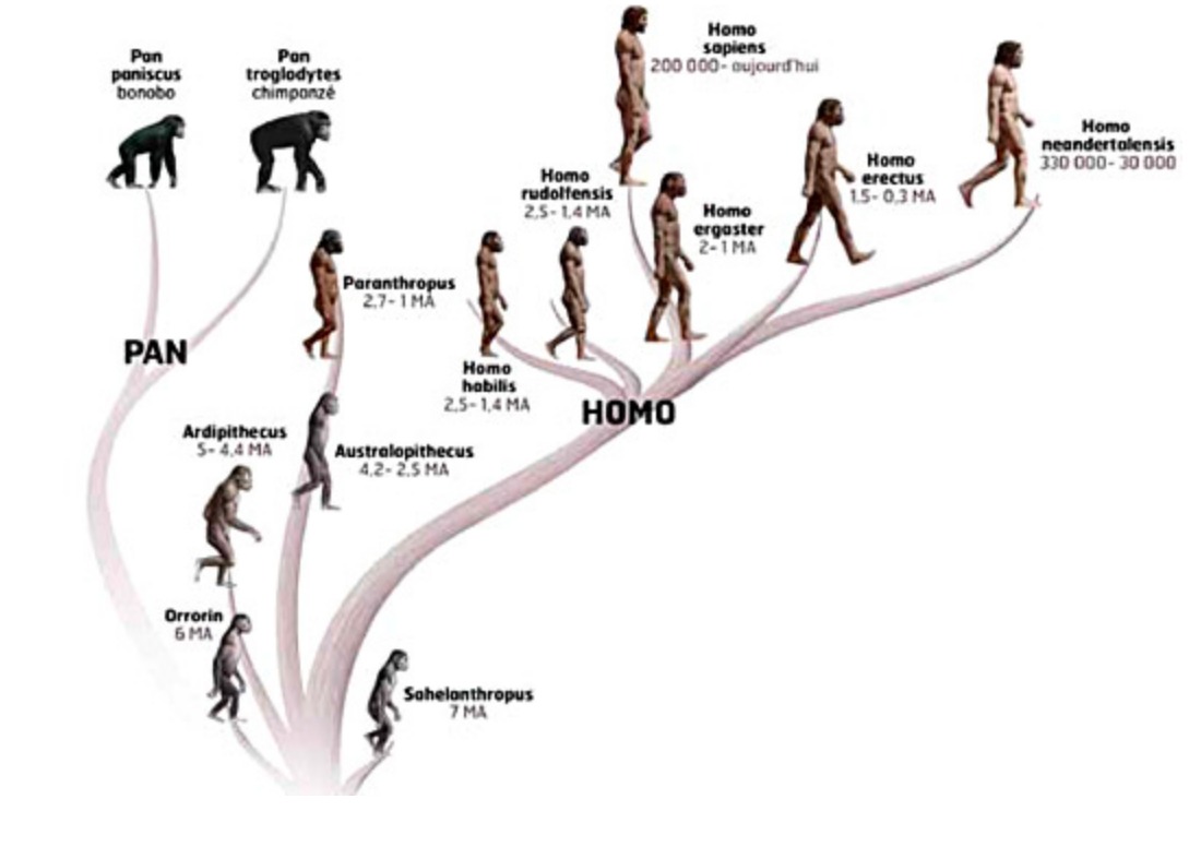Условием развития человека помимо реальности самой природы. Эволюция человека хомосапиенс. Схема эволюции хомо сапиенс. Схема эволюции человека homo sapiens. Ступени развития человека хомо сапиенс.