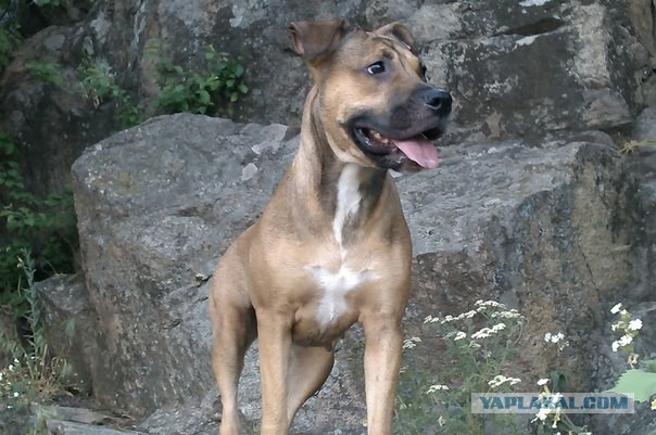 10 самых агрессивных пород собак