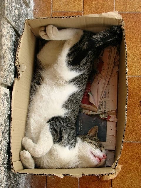 Котокоробковое