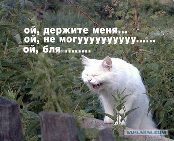 Боевые корабли НАТО зайдут в Черное море до ..