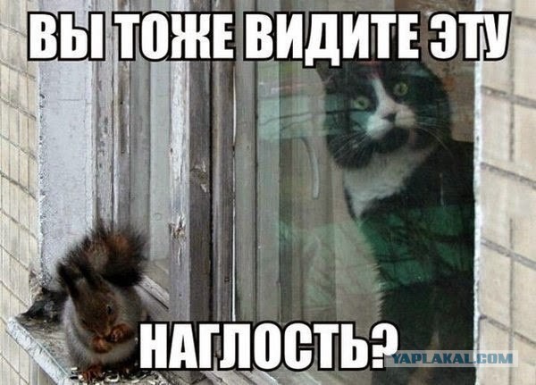 Котэ в шоке от наглости норки
