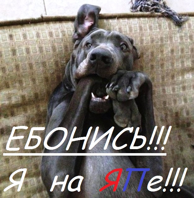 Набор ЯПовца!