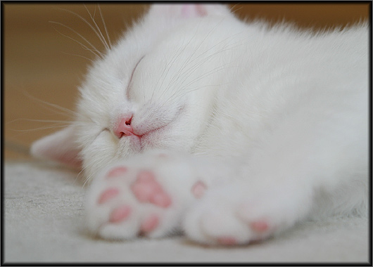 Котомёт на вторник