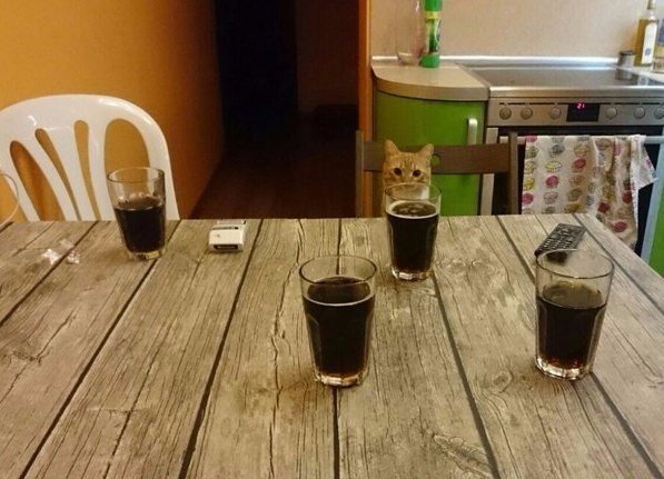 Прикольные животные