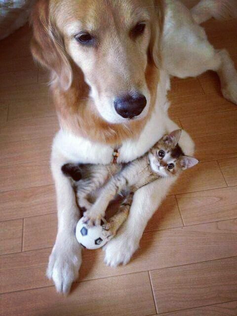 Коты из сети