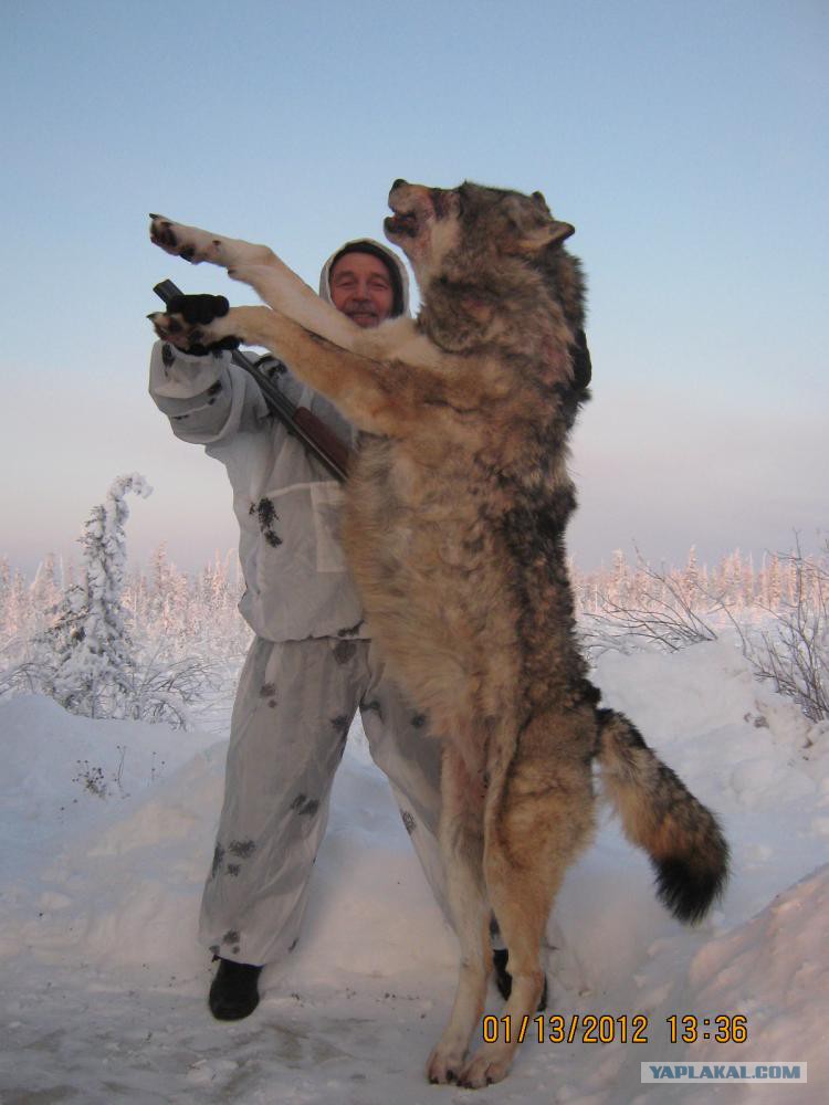 Самый большой в волк в мире фото