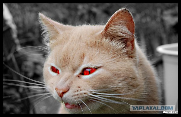 Ура, котовторник! (01.07.2008)