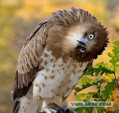 Голая девушка в Уфе