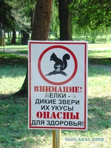 Белкопятница!