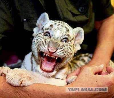 Белый тигренок выжил (11 фото + видео)