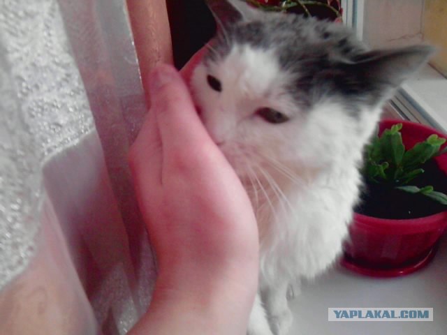 Котовторник (10.01.2012)