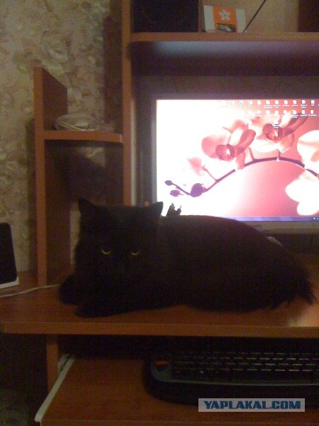 Котовторник (31.01.2012)