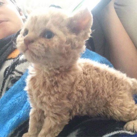 Прикольных котов пост