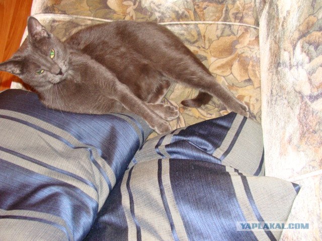 Котовторник 11.09.2012