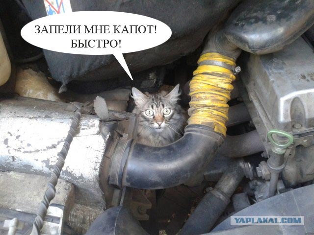 Капот закрыл! Быстро!
