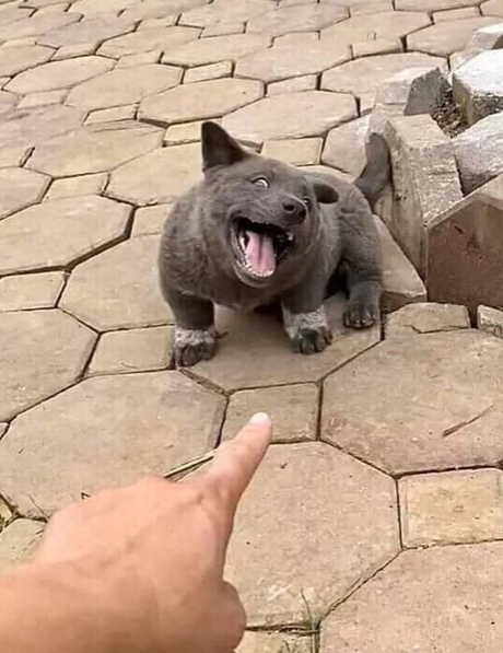 Забавные животные