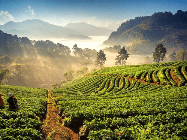 Как король Таиланда Рама IX спас страну от наркомафии «недемократическими методами» и вызвал возмущение у мировой общественности