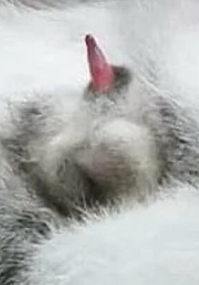 Коты и личное пространство понятия несовместимые